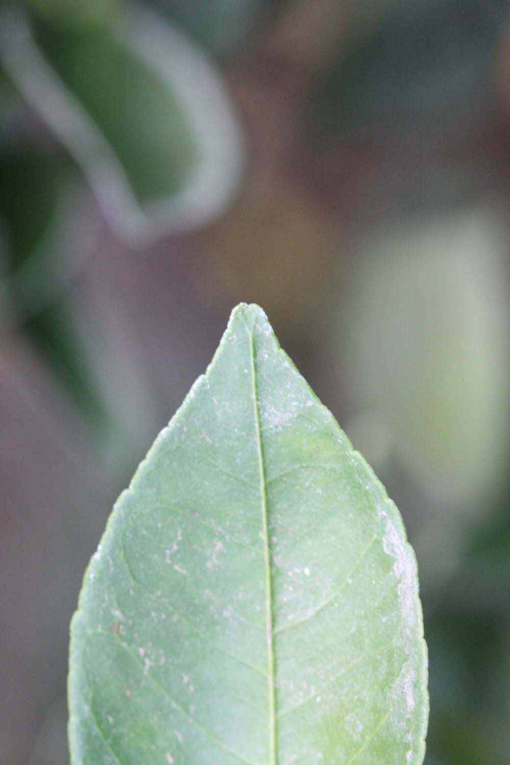            Margin (Riverside, CA)   